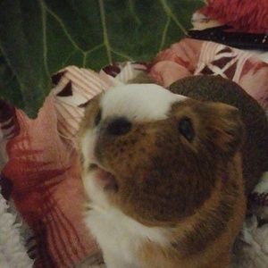 Meet your Posher, Daniel